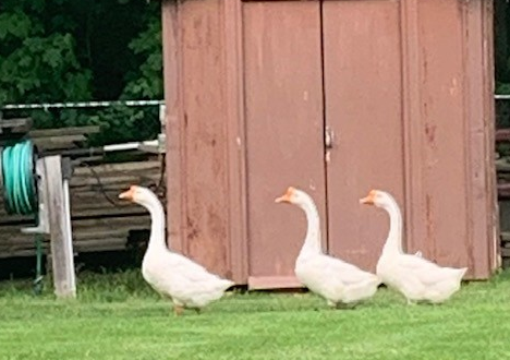 Screen shot 2021-06-10 at 11.05.12 AM