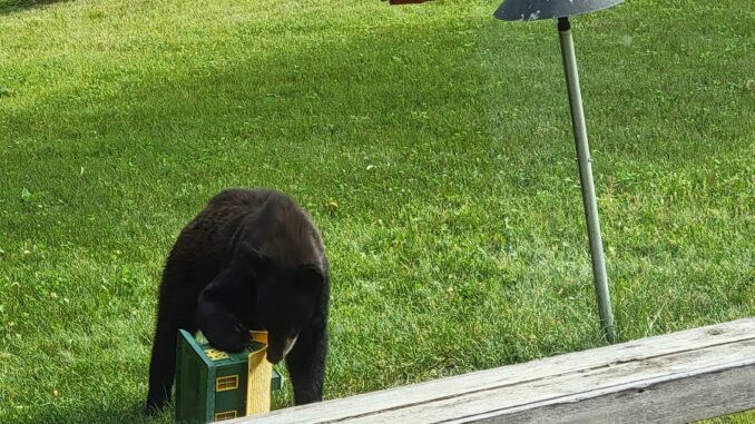 42-Bear.4